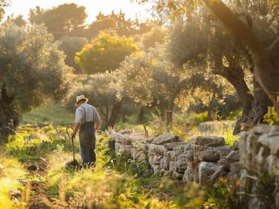 Mediterranean Garden Design Ideas for Puglia - Professional gardener caring for olive trees